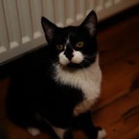 Katzenkind THADDÄUS sucht sein Zuhause!, Kater zur Adoption