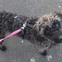 Paca, süßes Pudelmädchen geb. 2025, Hündin zur Adoption