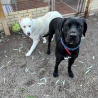 Sally und Diamond - ein liebes Pärchen, Hund zur Adoption