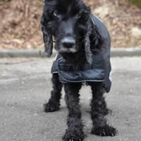 BLACKY, Hund zur Adoption