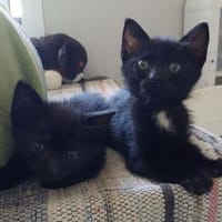 Kleine Mio sucht ihr Glück, Katze zur Adoption