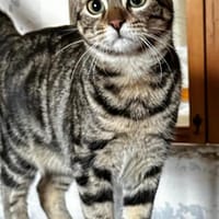 Momo - Ein Traum-Kätzchen!, Katze zur Adoption