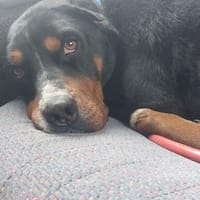 Tobi ein kinderfreundlicher lieber Hund, Hund zur Adoption