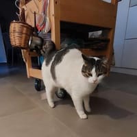 Gemütliche Frida sucht ihr Traumzuhause, Katze zur Adoption