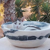 Schmusekater Anton, Kater zur Adoption