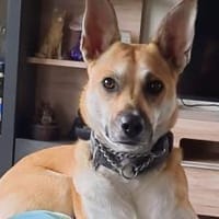 Aluna (jetzt Luna) sucht ein Zuhause, Hündin zur Adoption