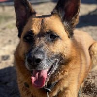 Sportlicher Phex, Hund zur Adoption