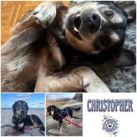 CHRISTOPHER * kerniger Typ, Hündin zur Adoption
