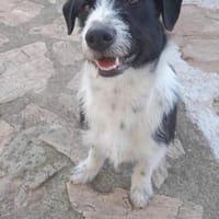 Atos ein kleiner feiner Kerl, Hund zur Adoption