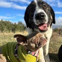 Linda, eine großartige und großherzige, Hündin zur Adoption