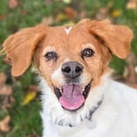 Wundervolle ZOI, Hündin zur Adoption