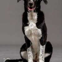 Lebensfrohe Chia wartet in 55131 Mainz, Hündin zur Adoption