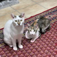 Lucy und Lilly suchen gemeinsamen Dosenö, Katze zur Adoption