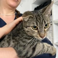 Unser entzückender Traumkater Moritz, Kater zur Adoption