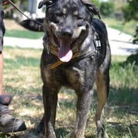 Preston lag erschöpft am Straßenrand, Hund zur Adoption