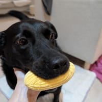 Ganz liebe Anfängerhündin Chanel :), Hündin zur Adoption