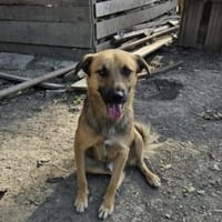 Browny, Hund zur Adoption