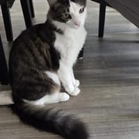 Titos aus dem Tierschutz, Kater zur Adoption