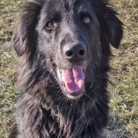 Ben, Hund zur Adoption