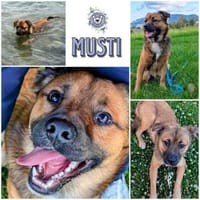 MUSTI * sportlicher Wanderbegleiter, Hund zur Adoption