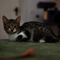 Katzenkind SUKI sucht ihr Zuhause!, Katze zur Adoption