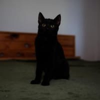 Katzenkind AMAYA sucht ihr Zuhause!, Katze zur Adoption