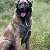 Mala Panda  sucht seine Familie, Hund zur Adoption