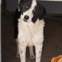 Lilo nun auf Pflegestelle in Bayern, Hündin zur Adoption