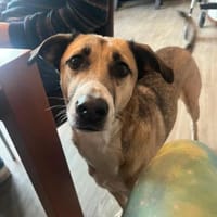 Fini, Hündin zur Adoption