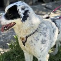 Schreibst du mit an Fleckis Happy End?, Hund zur Adoption