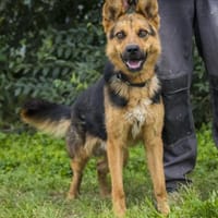 Franko lebte an der Kette, Hund zur Adoption