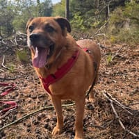 Galdi sucht ein ruhiges Zuhause!, Hund zur Adoption