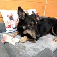 kleiner, süßer Clyde bei München!, Hund zur Adoption