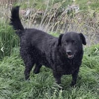 Klara, Hündin zur Adoption