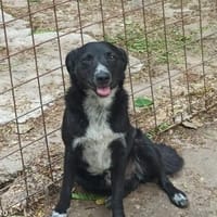 Blacky, Hund zur Adoption