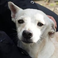 Oscar, verspielt, offen, verschmust, Hund zur Adoption