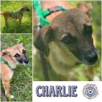 CHARLIE * zauberhaftes Wesen, Hündin zur Adoption
