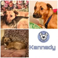 KENNEDY * kleiner Held sucht Schutz, Hund zur Adoption