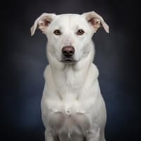 Bianchina 💛💛💛 lieb & anhänglich, Hündin zur Adoption