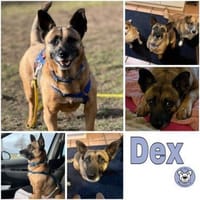 DEX -kleines Energiebündel-, Hund zur Adoption