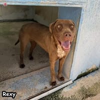 Rexy, Hündin zur Adoption