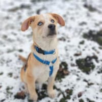 Welpe Yannis sucht seine Menschen, Hund zur Adoption