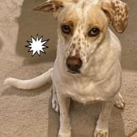 Schöne Wolke sucht ein Zuhause für immer, Hündin zur Adoption