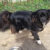 Doris möchte ihre Koffer packen, Hündin zur Adoption