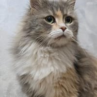 MARY - eine sanfte Seele sucht !, Katze zur Adoption