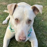 Farina, geb. ca. 10/2021,21698 Bargstedt, Hündin zur Adoption