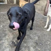 Rada, Hündin zur Adoption