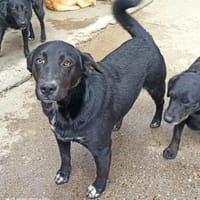Bounty, Hund zur Adoption
