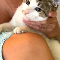 in Baden Würrtemberg wartet Julian, Kater zur Adoption