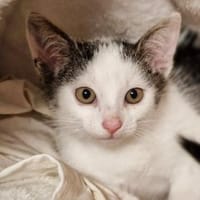 Katzenkind Milow, Kater zur Adoption